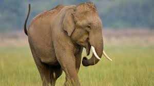 Kochi मिशन की सफलता का जश्न मनाने के लिए केरल के मंत्री पहुंचे जंगली हाथी 'धोनी' से