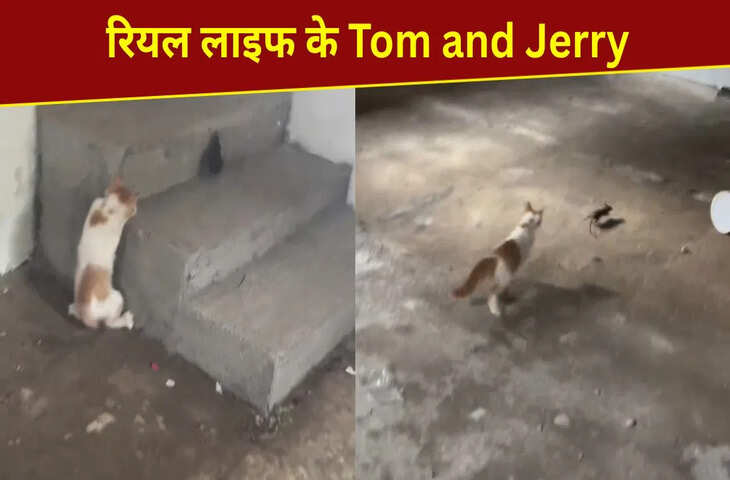 आखिर मिल ही गए असली टॉम एंड जेरी, मजेदार है चूहे-बिल्ली का ये खेल; करोड़ों बार देखा गया VIDEO
