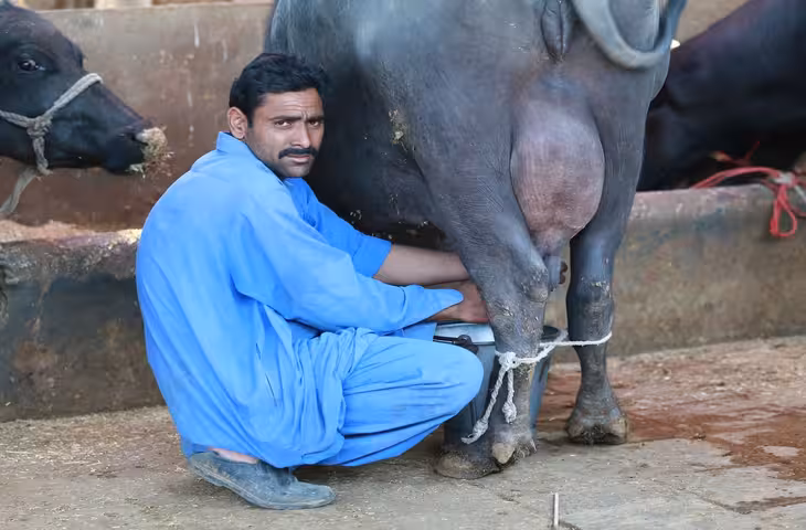 50 हजार दुग्ध उत्पादकों के खाते में जल्द पहुंचेगी राशि, चरणबद्ध तरीके से 7 लाख किसानों को मिलेगा लाभ