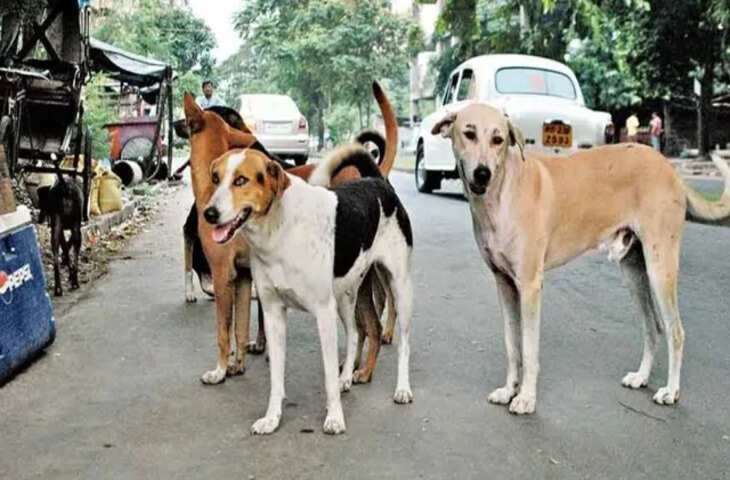 बिहारशरीफ शहर की सड़कों और प्रमुख मोहल्लों में बढ़ते आवारा कुत्तों के आतंक से परेशान लोगों के लिए राहत की खबर है। शहर में लगातार बढ़ रही स्ट्रीट डॉग्स की संख्या और इनके कारण पैदा हो रही समस्याओं को नगर निगम प्रशासन ने गंभीरता से लिया है। नागरिकों की शिकायतों और बढ़ती परेशानी को देखते हुए नगर निगम ने आवारा कुत्तों को पकड़ने के लिए सघन अभियान शुरू कर दिया है।  शहर के कई इलाकों में लंबे समय से आवारा कुत्तों की संख्या बढ़ने की शिकायतें सामने आती रही हैं। मुख्य सड़कों, गलियों, बाजार क्षेत्रों और प्रमुख मोहल्लों में झुंड के रूप में घूमने वाले कुत्तों के कारण लोगों को आवाजाही में परेशानी का सामना करना पड़ता है। खासकर सुबह और देर शाम के समय सड़कों पर निकलने वाले लोगों के लिए स्थिति अधिक चुनौतीपूर्ण हो जाती है। बाइक सवारों के पीछे कुत्तों के दौड़ने और अचानक सड़क पर आ जाने से दुर्घटना का खतरा भी बना रहता है।  सबसे ज्यादा परेशानी बच्चों, बुजुर्गों और पैदल आने-जाने वाले लोगों को होती है। कई स्थानों पर आवारा कुत्तों के झुंड सड़क किनारे या गलियों में बैठे रहते हैं। इनके अचानक भौंकने या दौड़ने से लोग डर जाते हैं। स्थानीय नागरिक लंबे समय से नगर निगम से इस समस्या के समाधान की मांग कर रहे थे।  नगर निगम प्रशासन ने अब इस समस्या को गंभीरता से लेते हुए स्ट्रीट डॉग्स को पकड़ने की कार्रवाई शुरू की है। अभियान के तहत शहर के अलग-अलग हिस्सों में आवारा कुत्तों की पहचान कर उन्हें पकड़ने का काम किया जा रहा है। नगर निगम की टीम प्रमुख सड़कों और उन मोहल्लों पर विशेष ध्यान दे रही है, जहां कुत्तों की संख्या अधिक होने की शिकायतें सामने आई हैं।  प्रशासन का उद्देश्य केवल आवारा कुत्तों को सड़कों से हटाना ही नहीं, बल्कि शहर में नागरिकों की सुरक्षा और सार्वजनिक व्यवस्था को बेहतर बनाना भी है। अभियान के दौरान नियमों और निर्धारित प्रक्रियाओं का पालन किए जाने की उम्मीद है। स्ट्रीट डॉग्स से जुड़ी समस्या का स्थायी समाधान तभी संभव होगा, जब पकड़ने की कार्रवाई के साथ उनकी नसबंदी और टीकाकरण जैसी व्यवस्थाओं पर भी प्रभावी तरीके से काम किया जाए।  नगर निगम के इस अभियान से शहरवासियों को उम्मीद है कि आने वाले दिनों में सड़कों और मोहल्लों में आवारा कुत्तों का आतंक कम होगा। नागरिकों का कहना है कि अभियान लगातार चलाया जाए और संवेदनशील इलाकों में नियमित निगरानी रखी जाए, ताकि समस्या दोबारा गंभीर रूप न ले सके। अब लोगों की नजर इस बात पर है कि नगर निगम का यह अभियान कितने प्रभावी तरीके से आगे बढ़ता है और शहर को आवारा कुत्तों की समस्या से कितनी राहत मिलती है।