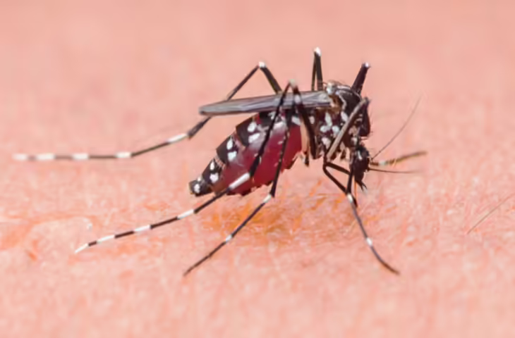 बियर पीने वाले को ज्यादा काटते हैं मच्छर और नहाने वालों को..., नए शोध में हुआ चौंकाने वाला खुलासा