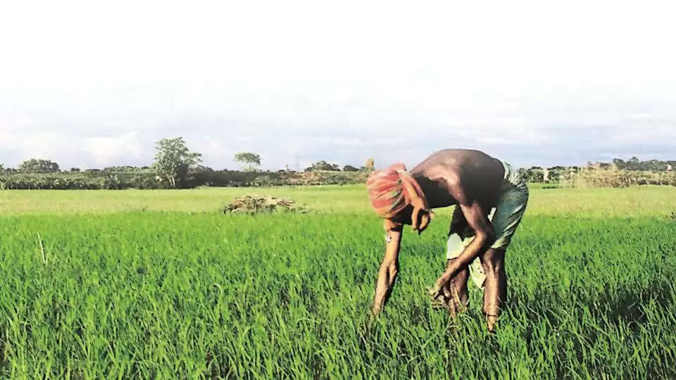 Begusarai नीलगाय के आतंक से क्षेत्र के किसान हो रहे परेशान