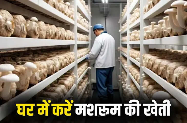घर बैठे कमाई का सुनहरा मौका! खाली कमरे से शुरू करें मशरूम की खेती, हर महीने होगी लाखों की कमाई