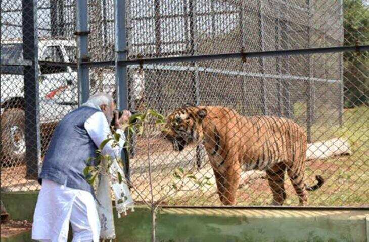 World Tiger Day 2026: पीएम मोदी ने शेयर की बाघों की तस्वीरें, संरक्षण की सफलता पर जताया गर्व