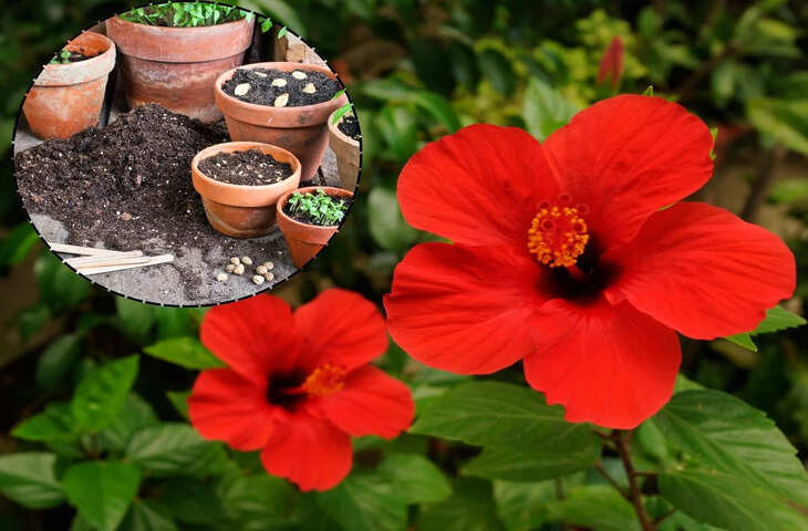 Gardening Tips: गमले में गुड़हल (अड़हुल) का पौधा कैसे लगाएं? जानें सही मिट्टी, धूप और पानी का सटीक तरीका