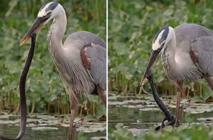 मछली के चक्कर में था हेरॉन चोंच में आया सांप, वीडियो देखकर नहीं होगा यकीन