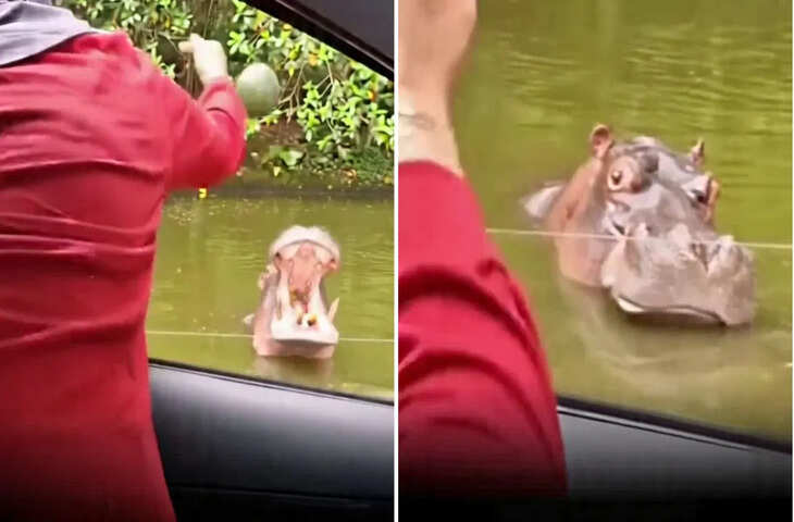 तरबूज खिलाने में हुई गलती तो गुस्से से लाल-पीला हो गया Hippo,&nbsp;महिला को ऐसे घूरा जैसे कह रहा हो- तू बाहर मिल मुझे