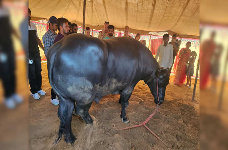 'घोड़े से लेकर भैंसे तक...'&nbsp;राजस्थानी में दिखी रॉयल्टी की झलक! पुष्कर मेले में पहुंचे करोड़ों के जानवर, यहाँ देखे Viral Video&nbsp;