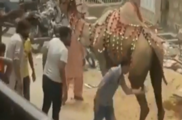 रास्ते से गुजर रहे ऊंट के साथ छेड़छाड़ कर रहा था युवक, देखिए जानवर ने कैसे सिखाया सबक