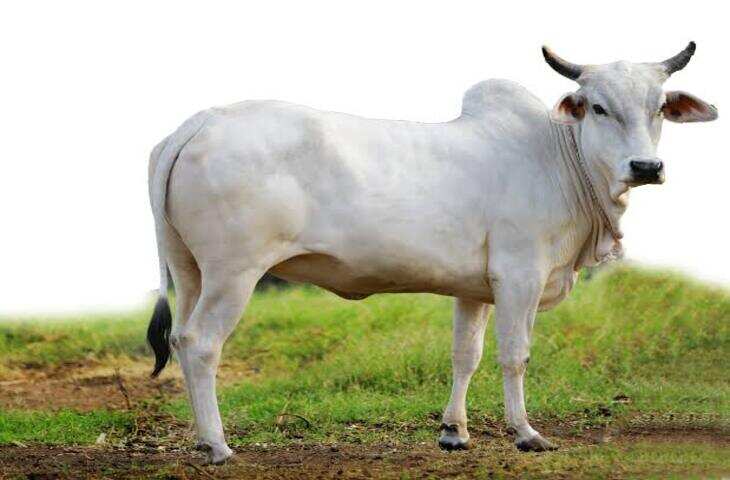 Viral Cow Story: गाय को देखकर कजिन ने समझ लिया सांड, फिर जो हुआ वो देखने लायक था