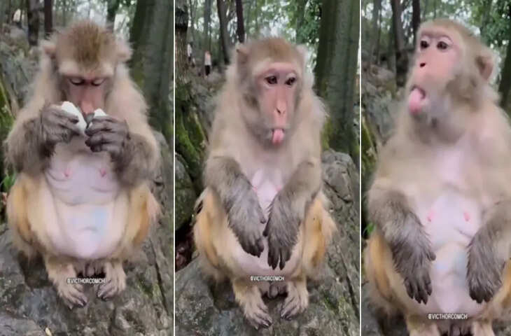 क्या बंदर भी खाते हैं अंडे ? Viral Video देखकर जानिए इसका सच, रिएक्शन आपको हंसने पर मजबूर कर देगा
