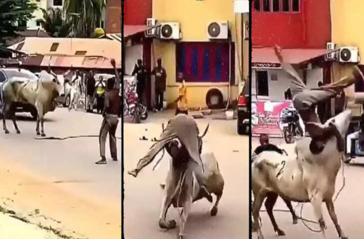 वायरल वीडियो: बीच सड़क बैल के साथ स्टंट करते समय युवक के साथ हुआ अजीब वाकया