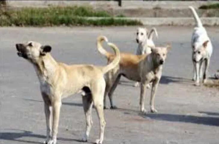 इटावा में आवारा कुत्ते का हमला, 10 वर्षीय बच्चा गंभीर रूप से घायल; अस्पताल में कराया गया भर्ती
