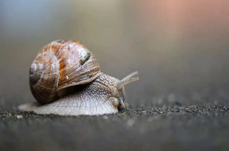 3 साल तक निष्क्रिय रह सकते हैं घोंघे, सर्वाइवल के अनोखे अनुकूलन ने किया हैरान