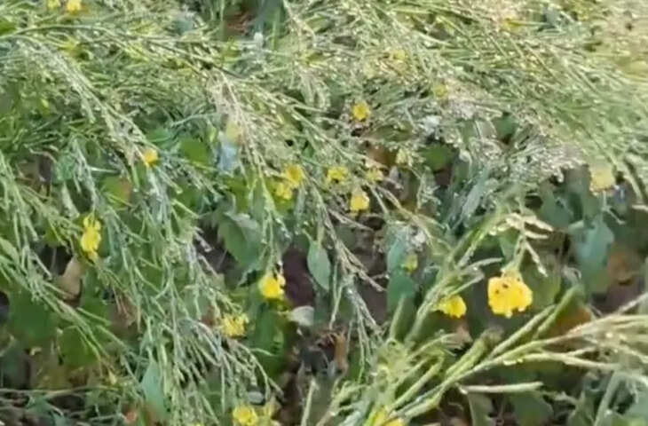 उत्तर भारत में कड़ाके की ठंड और घने कोहरे ने जनजीवन प्रभावित किया, राजस्थान में रेड अलर्ट जारी