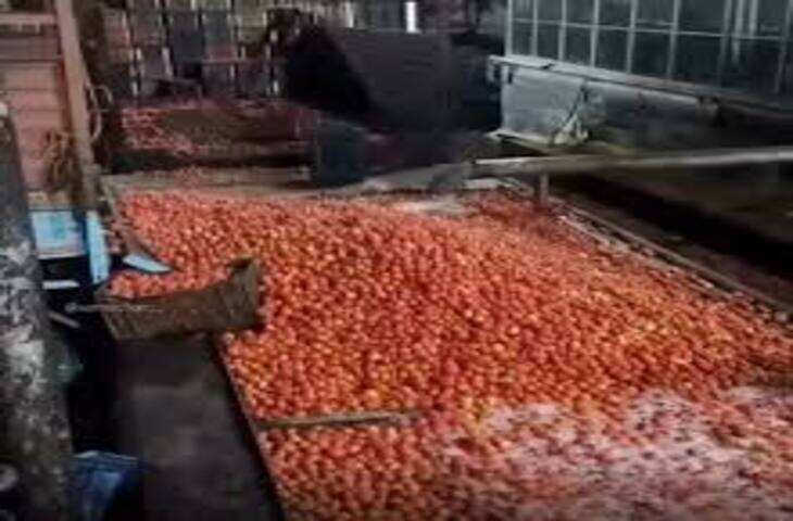 कीचड़ में सने और सड़ांध मारते टमाटर! फैक्ट्री का वीडियो उड़ा देगा आपके होश, देखकर कभी नहीं खाएंगे सॉस