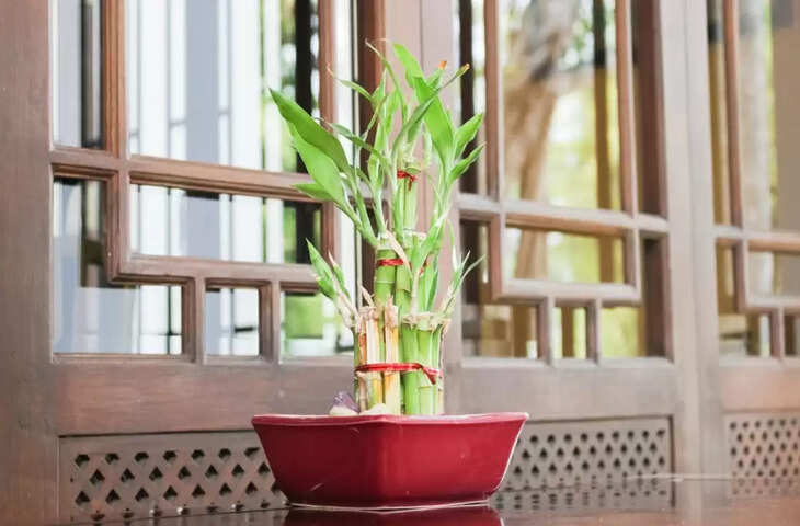 best vastu tips for bamboo plant in home&nbsp;