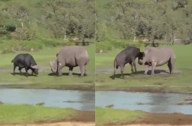 जंगली भैंस और गैंडे में छिड़ी भयानक जंग, दोनों ने दिखाई ताकत, फिर कौन बना विजेता?