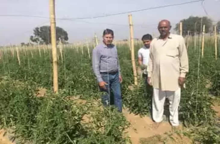 Gurgaon आधुनिक खेती से किसानों का फायदा:वर्टिकल पद्धति से उगाए सब्जियां