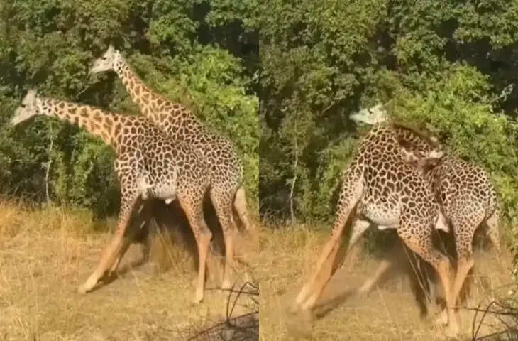 जब दो जिराफ भिड़ते हैं तो जंगल गूंज उठता है, Viral Video देख आप भी रह जाएंगे दंग