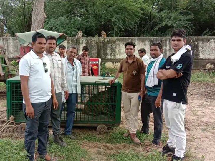 Bharatpur वन विभाग ने गांव में घुसे जरख को बचाया