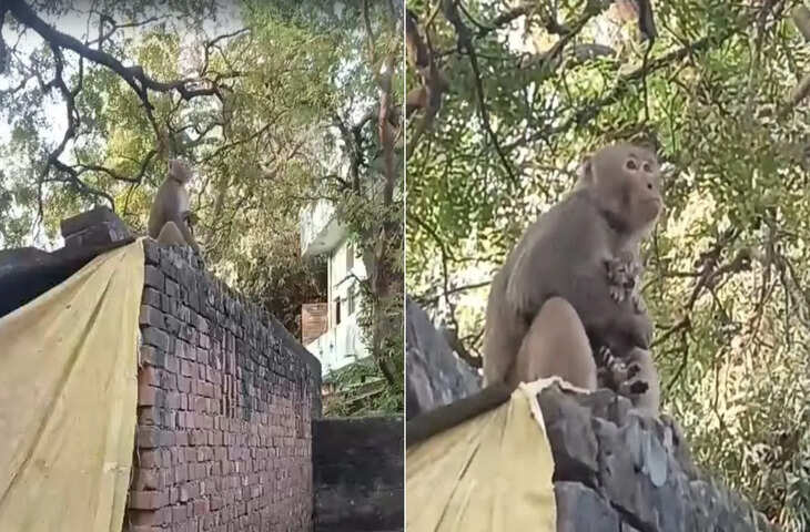 अनोखी ममता! बंदर ने बिल्ली के बच्चे को सीने से लगाया, वीडियो देख दिल खुश हो जाएगा