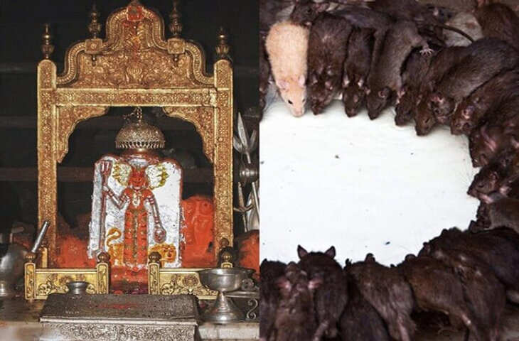 पूजा के बाद करणी माता मंदिर में क्यों हजारों चूहों को लगाया जाता है भोग ? वीडियो में जानिए इस पौराणिक परंपरा का रहस्य&nbsp;