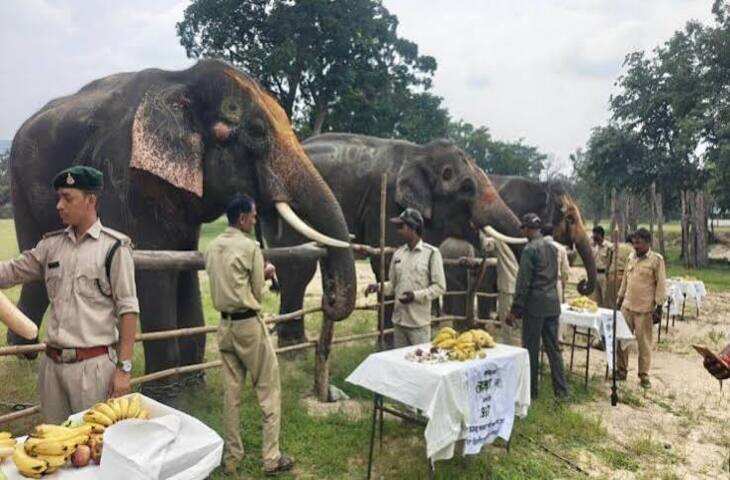 बांधवगढ़ में हाथी महोत्सव शुरू, 28 सितंबर तक हाथियों को मिलेगा खास ट्रीटमेंट