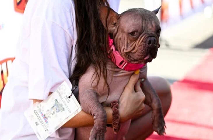 World&rsquo;s Ugliest Dog 2025 : इस कुत्ते के सिर सजा दुनिया के सबसे बदसूरत डॉग का खिताब, इस वजह से जीता लाखों का इनाम&nbsp;