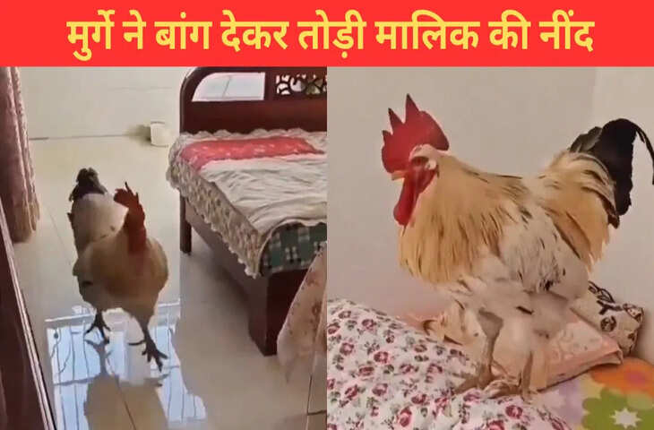 सुबह देर तक सो रहा था मालिक, मुर्गे ने यूं बांग देकर उठाया, मजेदार है ये VIDEO