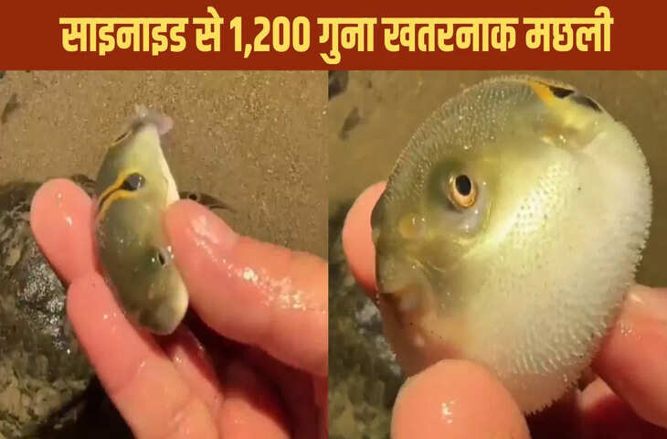 छूते ही गुब्बारे की तरह फूल गई मछली, खतरनाक इतनी कि साइनाइड भी फेल