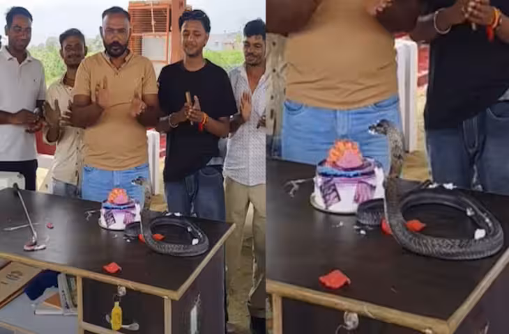 कोबरा को बनाया बर्थडे बॉय! केक के सामने फन फैलाकर बैठा सांप, अनोखा सेलिब्रेशन देख हैरान रह गए लोग