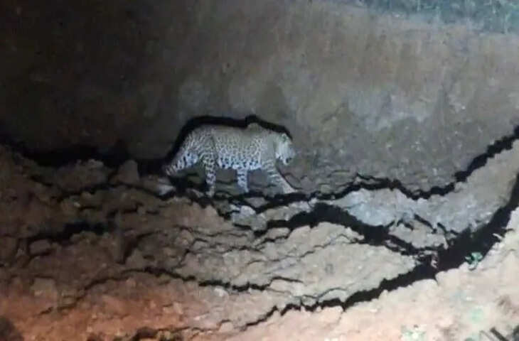 जालौर के कलापुरा गांव में पैंथर की दहशत, रात में पर सड़क पर लोगों से सामना, ग्रामीण घरों में कैद