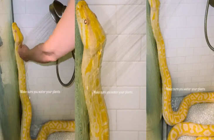 मजे लेते हुए झरने से नहा रहा था सांप, स्वैग देख कहेंगे- 'इसने तो माहौल ही बदल दिया'