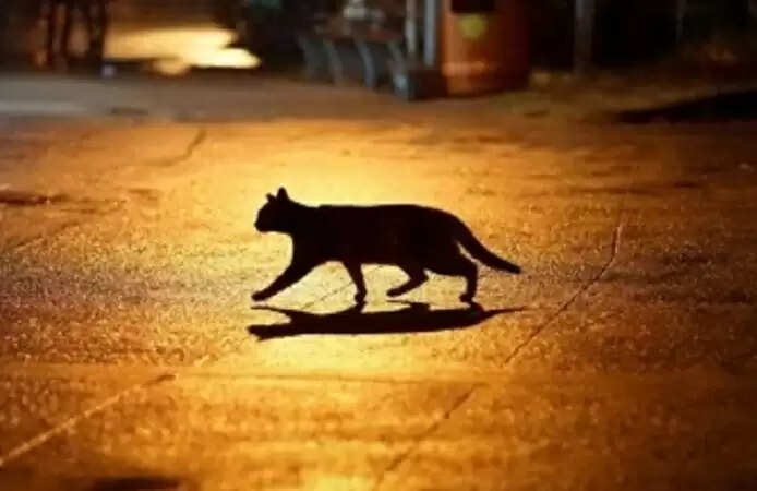 Diwali 2023 shubh ashubh sanket