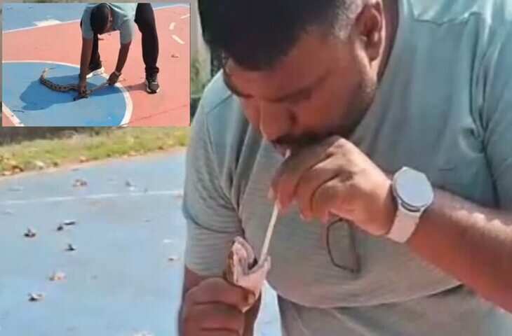 एसी चला तो निकले 3 जहरीले सांप! गुजरात के वलसाड में खौफनाक घटना, परिवार की चीखों से मचा हड़कंप