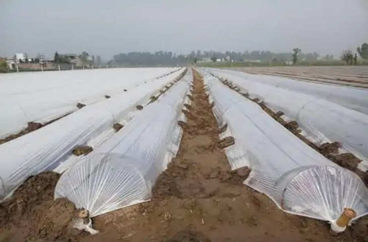 उदयपुर में किसानों को मिलेगी लो-टनल तकनीक की सुविधा, 4 ब्लॉक में 12 हजार वर्गमीटर का लक्ष्य