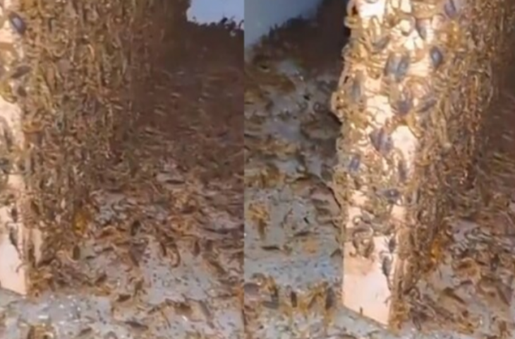 खाली पड़े घर में रेंगते दिखे हजारों बिच्छू, खौफनाक नजारा देख छूटे लोगों के पसीने, Video Viral