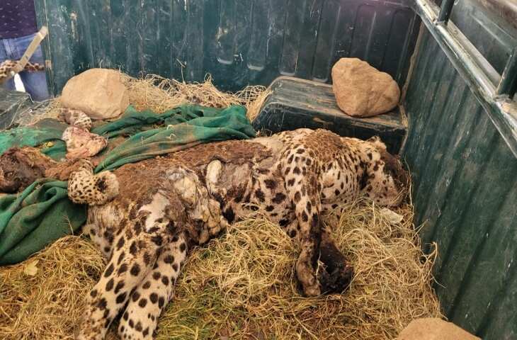 अलवर में वन्यजीवों पर संकट, सड़क हादसे में लेपर्ड की मौत,  फुटेज में देंखे 14 दिन में 3 तेंदुए और एक बाघ ने गंवाई जान