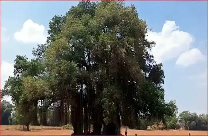 300 Year Old Banyan Tree: नल्लामाला जंगल में मिला 300 साल पुराना विशाल बरगद, 7 पीढ़ियों से हो रही पूजा