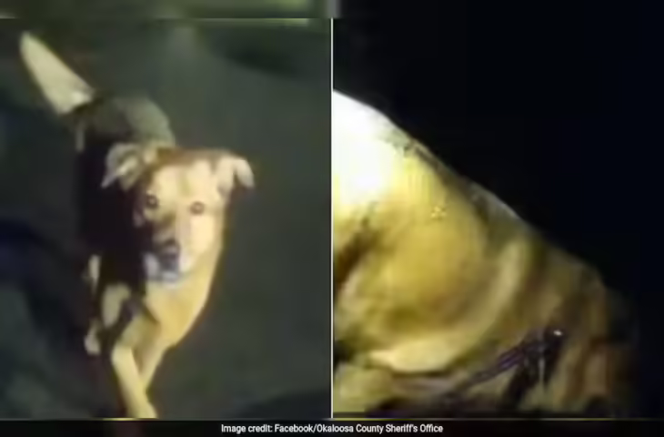 चार पैरों वाला हीरो, कुत्ते ने बचाई 86 साल की बुजुर्ग महिला की जान, फ्लोरिडा में वफादार डॉग ने किया कमाल