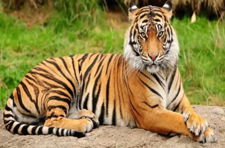 Jaipur बाघों का यंगिस्तान रणथंभौर टाइगर रिजर्व: अब 84 बाघ, इनमें से 90% युवा