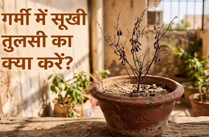सूखने पर भी क्यों माना जाता है पवित्र, जानें धार्मिक मान्यता और सही तरीका
