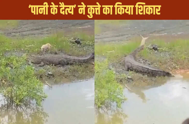 मगरमच्छ के सामने कुत्ते की हिम्मत ने सबको चौंका दिया