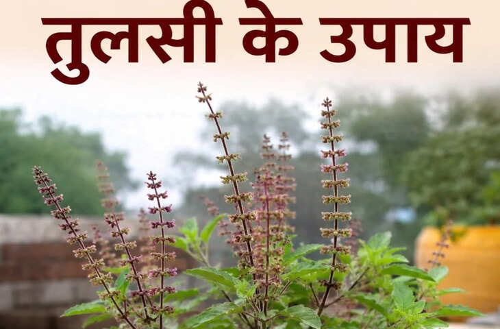 तुलसी की मंजरी के ये 4 आसान उपाय बदल सकते हैं किस्मत, मां लक्ष्मी की कृपा से दूर होगी आर्थिक तंगी