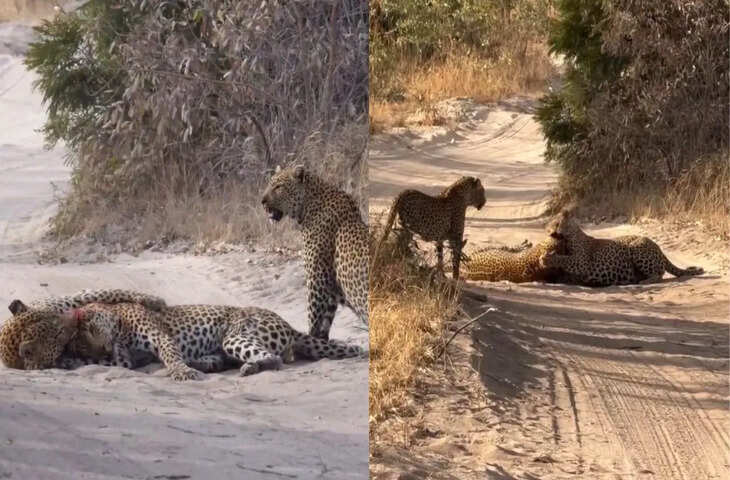 जंगल का खौफनाक दृश्य! दो तेंदुओं के बीच हुई खूनी जंग, नहीं देखा होगा इतना खरनाक नजारा 