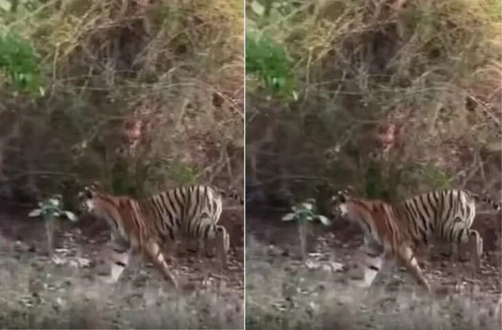 तेंदुए की फुर्ती और चालाकी ने शेर-बाघ को भी पीछे छोड़ दिया