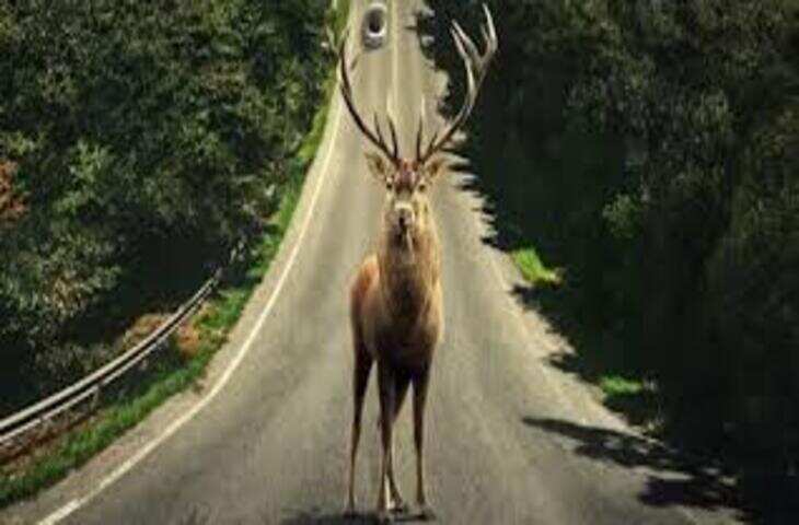 सड़क पर सुपरमैन बन रहा था बाइकर, सामने आ गया हिरण, फिर जो हुआ देख कांप जाएगी रूह