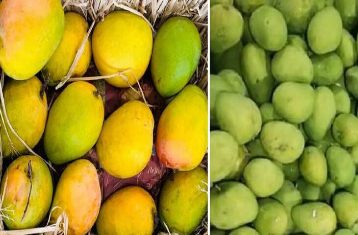  जयपुर में अल्फांसो आम की विशेष प्रदर्शनी, वीडियो में जाने किसानों से सीधे खरीद सकेंगे प्रीमियम हापुस आम