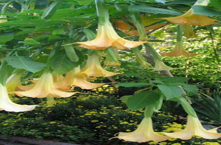 पौधे सूंघने से हो सकती है मौत